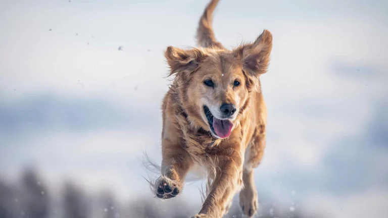 Rock Creek SNO-Park, a dog-friendly hiking trail in Mammoth Lakes, California