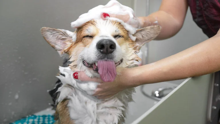 Dog grooming