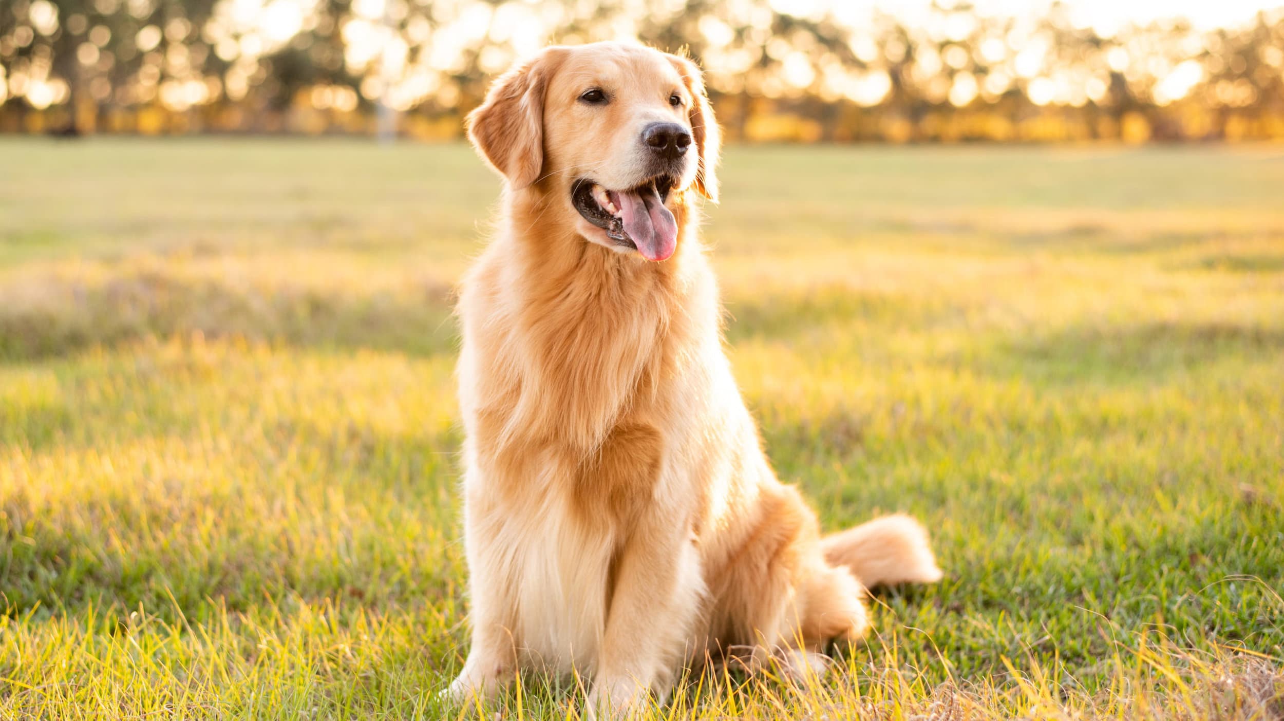 Golden retriever clearance hillspet