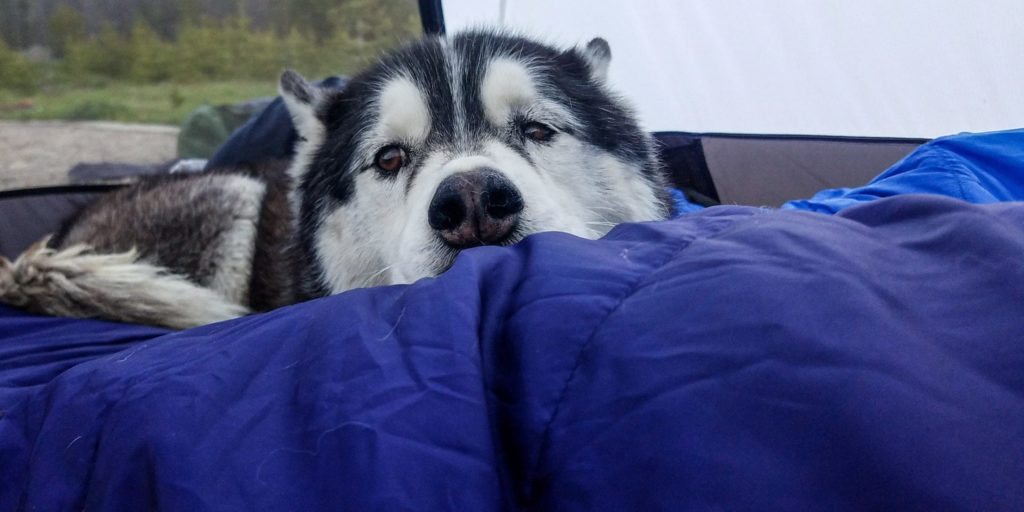 Sleepy husky in tent