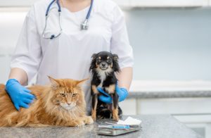 Dog and cat at vet