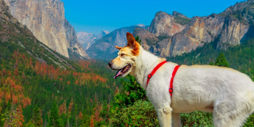 white dog looking the panorama at El Capitan Tunnel View overlook