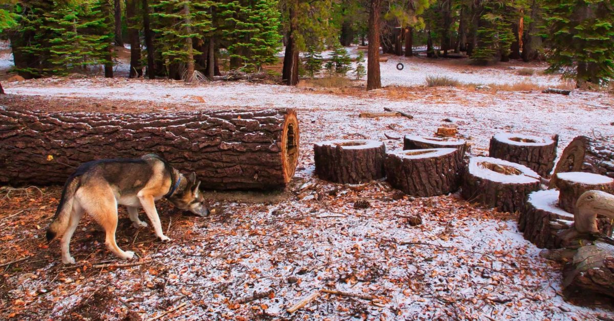 Mammoth Dogfriendly Opportunities