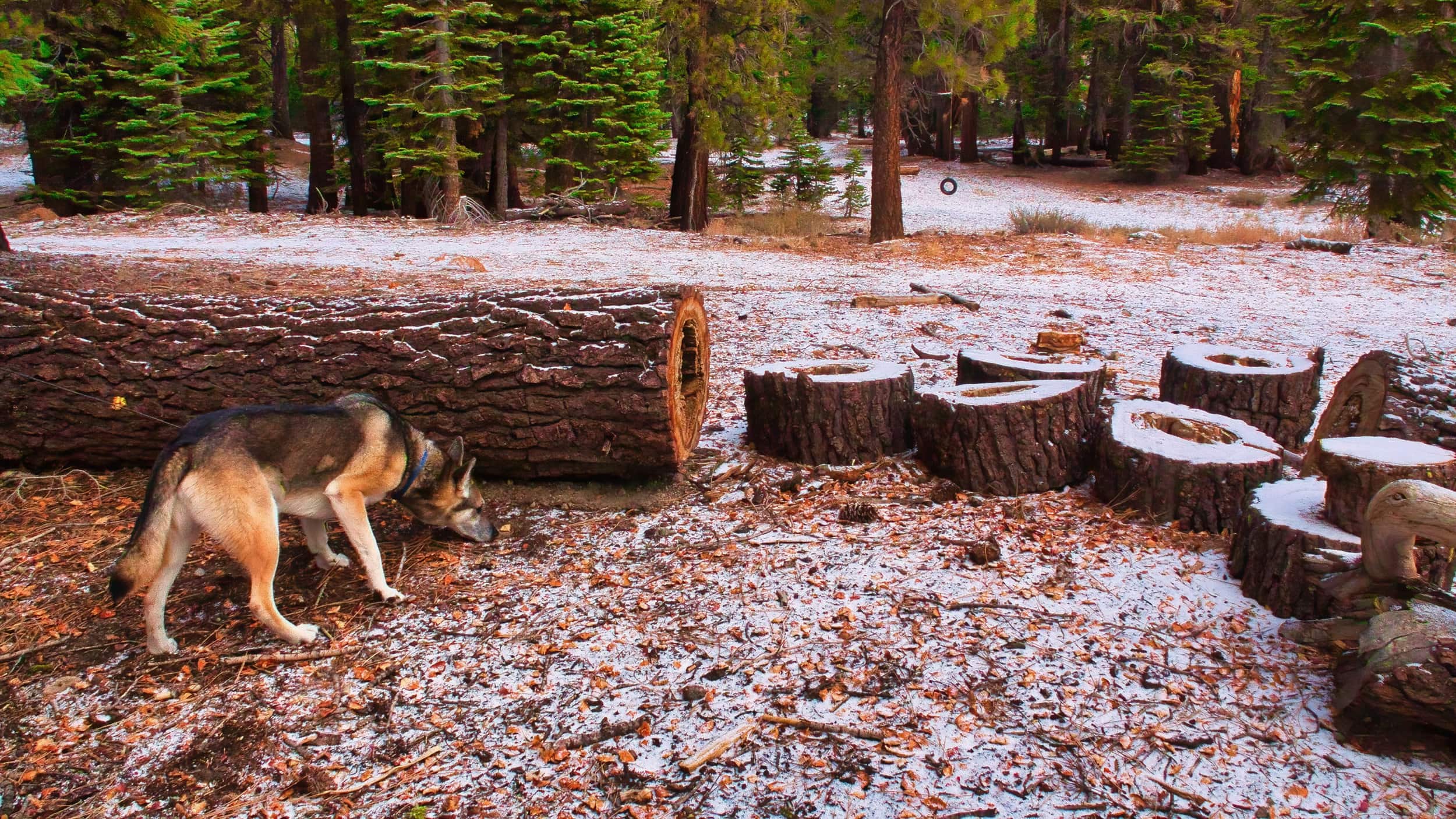 Dog by trees at Mammoth California in the fall