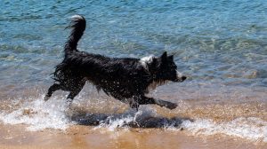 Dog Running in Water Summer Tahoe Splash