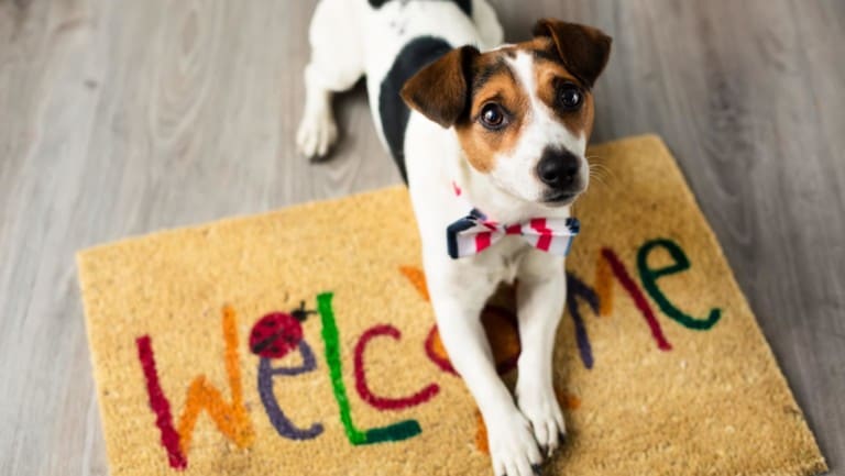 Cute tri-color dog on Welcome mat