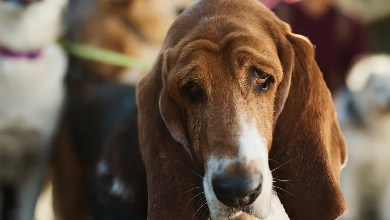 Basset Hound Rescue, a dog-friendly animal rescue in Whittier, California