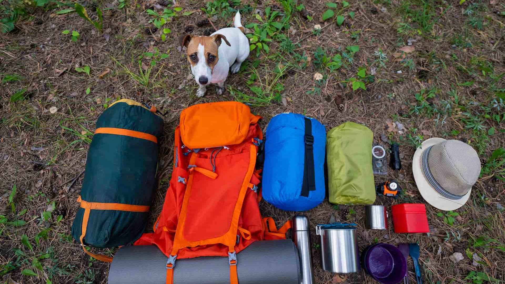 Jack Russell terrier sits next to camping gear.