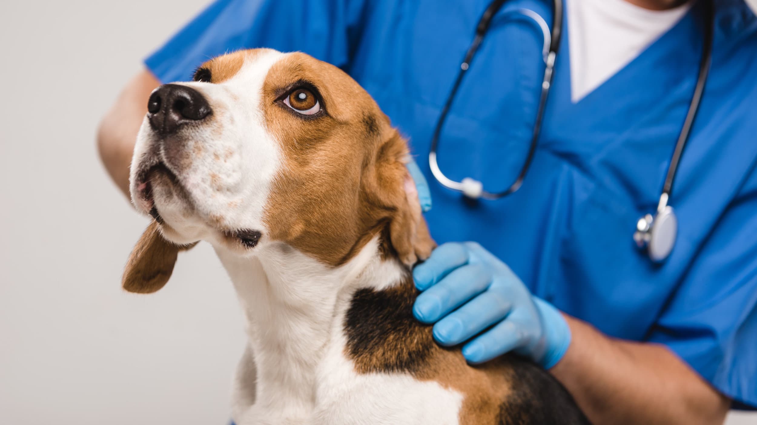 Beagle with vet
