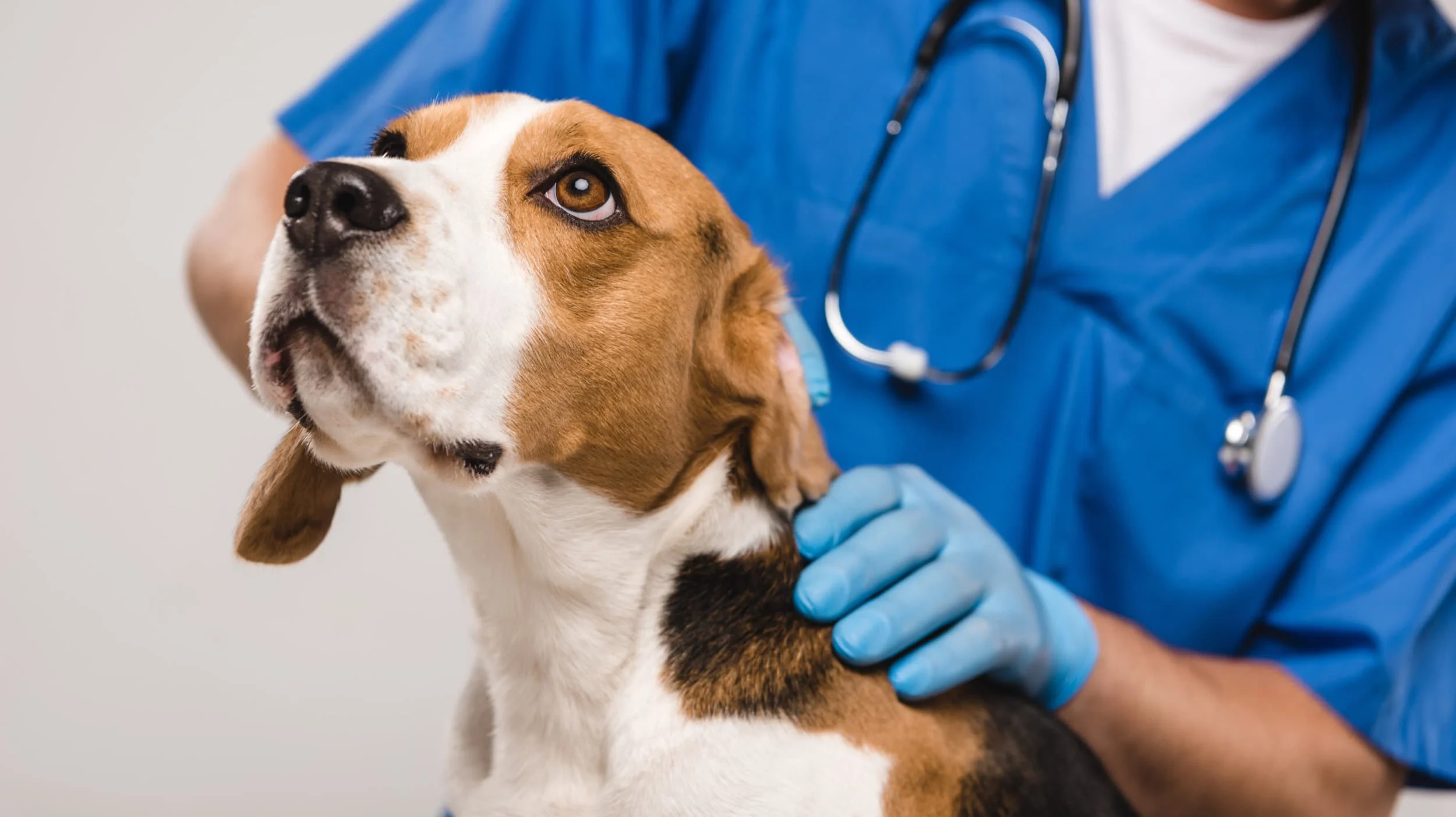 Claremont Veterinary Hospital, a dog-friendly local service in Oakland, California
