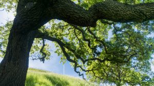 Large oak tree providing shade, Sunol Regional Wilderness, San Francisco bay area, California