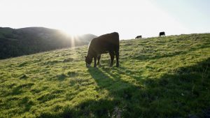 Bishop Ranch regional Preserve cows.