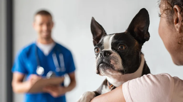 Claremont Veterinary Hospital, a dog-friendly local service in Oakland, California