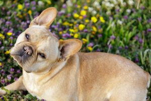 Bulldog in flowers in Northern California