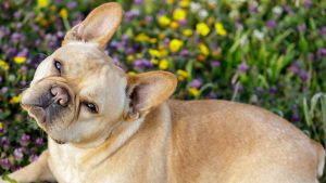 Bulldog in flowers in Northern California