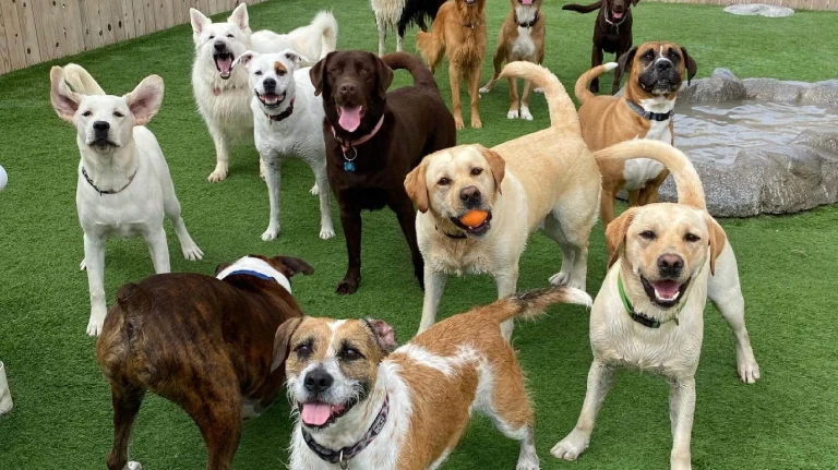 Camp Run-A-Mutt Sorrento