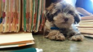 A vibrant dog park bathed in sunlight features abundant greenery with mature trees, offering ample shade for leisurely outdoor activities. In the distance is a well-equipped playground that presents an additional activity area. An inviting picnic table spreads out nearby, ideal for enjoying meals al fresco or taking relaxing breaks from play. A neatly-placed trash bin aids in maintaining the park's cleanliness for everyone's enjoyment. Dominating the scene is a generously wide dirt path gracefully curving through the expanse of grass, promising exploratory walks and lively fetch games.