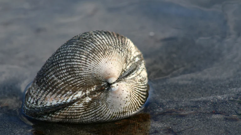 Clam Beach