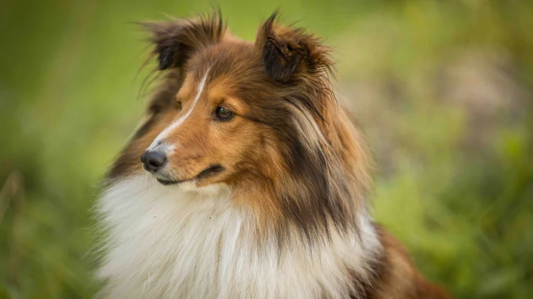 NorCal Collie Rescue, a dog-friendly animal rescue in Redwood City, California