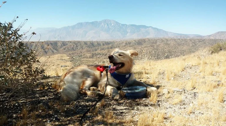 Diesel resting on the Whitewater View loop trail.
