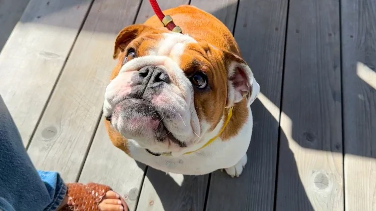 Dillon Beach Resort, a dog-friendly restaurant in Dillon Beach, California