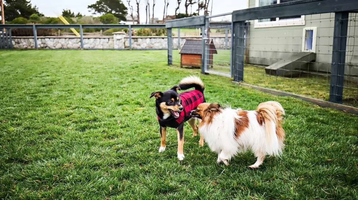 Beachcomber Motel, a dog-friendly hotel in Fort Bragg, California