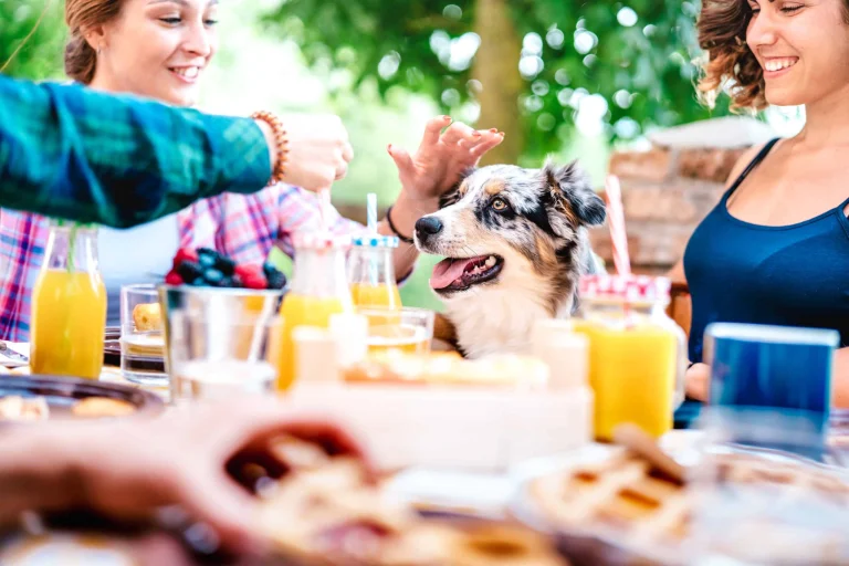 Getti-up, a dog-friendly restaurant in Garberville, California
