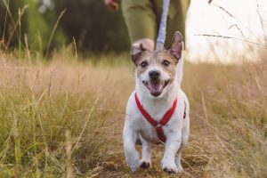Jack Russell Terrier dog and person walking on trail