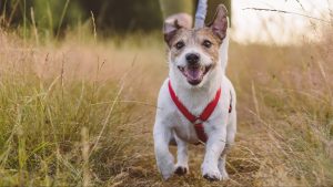 Jack Russell Terrier dog and person walking on trail