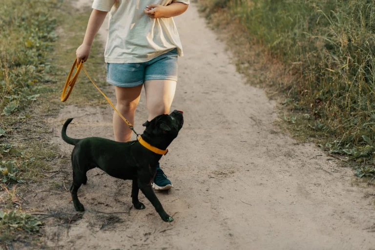Runyon Canyon Dog Park, a dog-friendly dog park in Hollywood, California