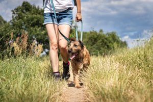 Woman and dog walking on a trail