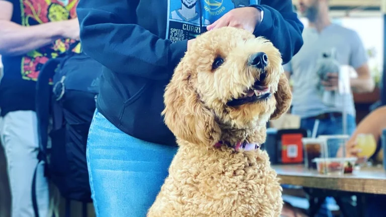 Arthur Mac's Tap & Snack, a dog-friendly bar in Oakland, California