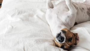 A vibrant dog park bathed in sunlight features abundant greenery with mature trees, offering ample shade for leisurely outdoor activities. In the distance is a well-equipped playground that presents an additional activity area. An inviting picnic table spreads out nearby, ideal for enjoying meals al fresco or taking relaxing breaks from play. A neatly-placed trash bin aids in maintaining the park's cleanliness for everyone's enjoyment. Dominating the scene is a generously wide dirt path gracefully curving through the expanse of grass, promising exploratory walks and lively fetch games.