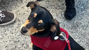 Peninsula Humane Society, a dog-friendly animal rescue in Burlingame, California