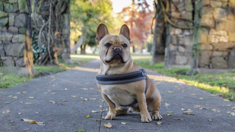 Young French Bulldog sitting in front of stone gateways. Mountai