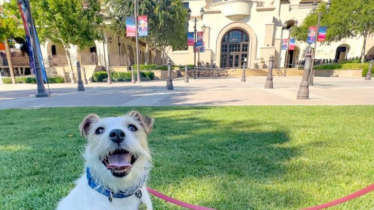 Small white dog on red leash sits on Temecula grass near banners, stairs, and trees; large building in background.