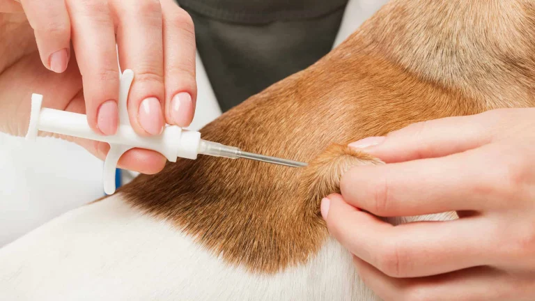 Lake County Animal Care