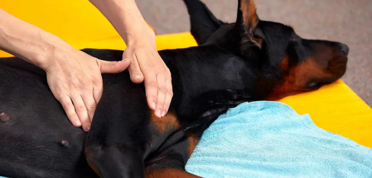 Holistic Veterinary Care
