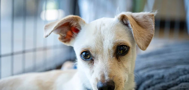 Just Pet Me, a dog-friendly pet boarding facility in Oakland, California