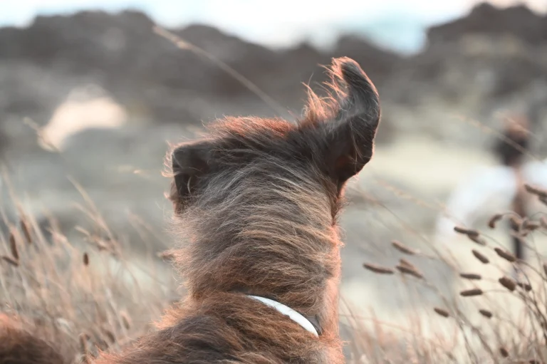 Mendocino Coast Reservations