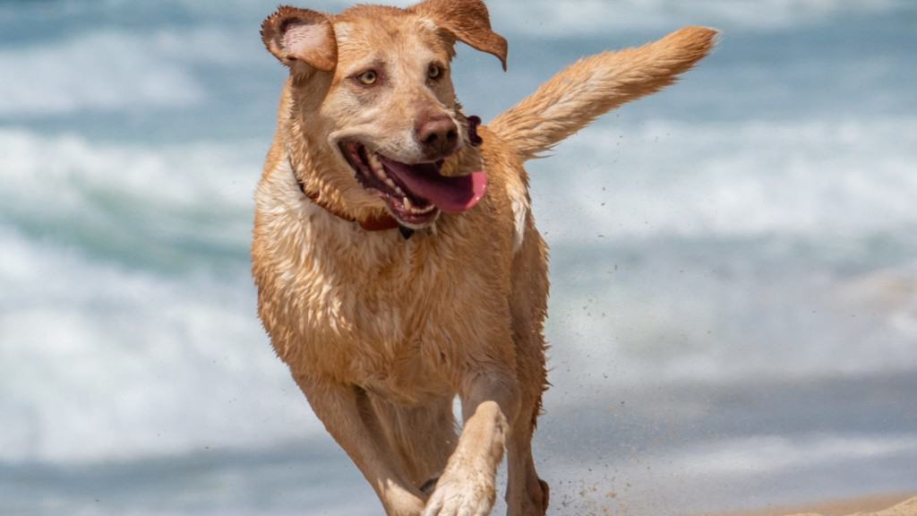 Retriever running along the beach at Seaside in Monterey County