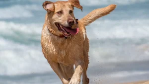 Meandering the Mendo Coast with your dog