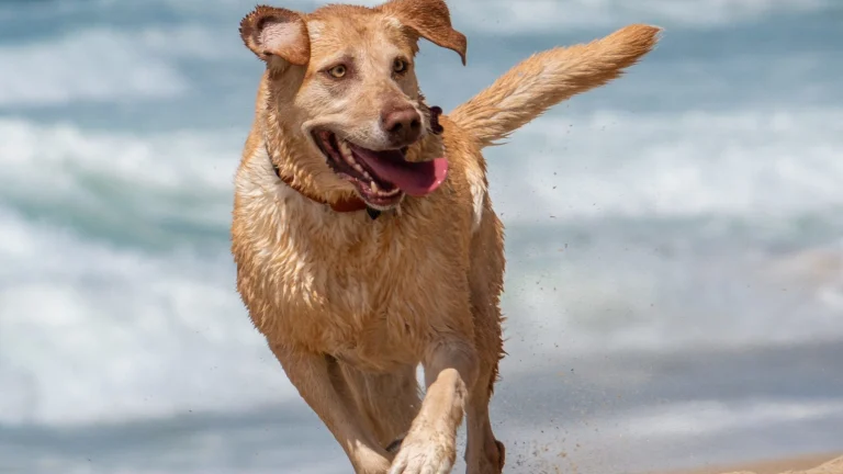 Dog On Beach At Seaside Monterey County