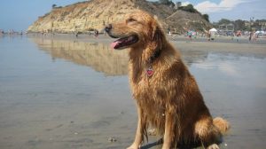 Dog on beach in Del Mar.