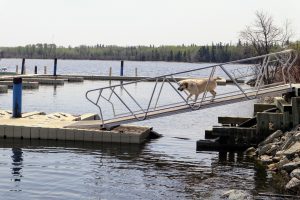 A yellow Labrador Retriever walks down the metal boat ramp.