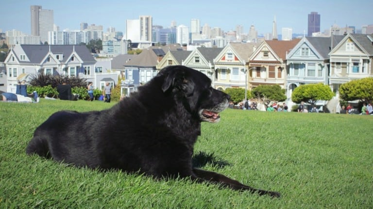 Black Dog Sitting On Field Against Buildings In San Francisco