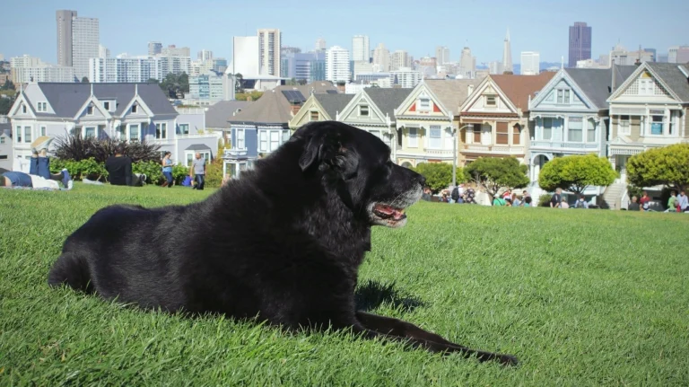 San Francisco County