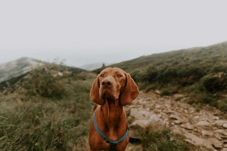Lookout Trail
