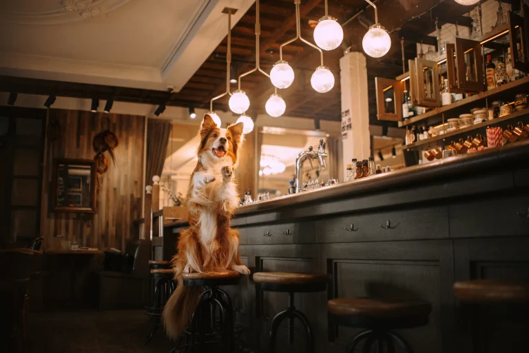 Shady Lady Saloon, a dog-friendly restaurant in Sacramento, California