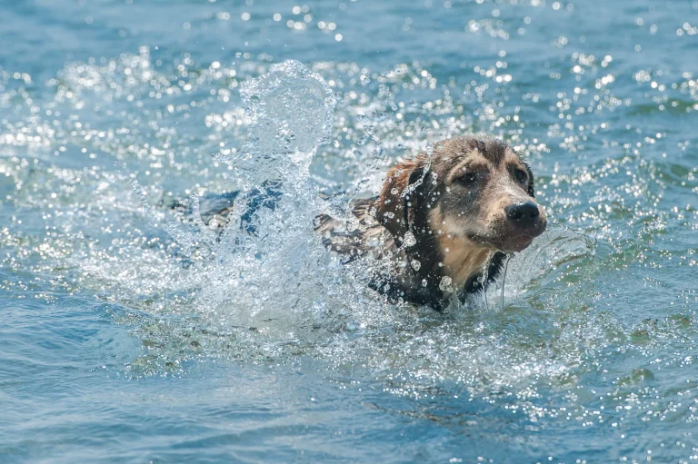 Pebble Beach Dog Beach